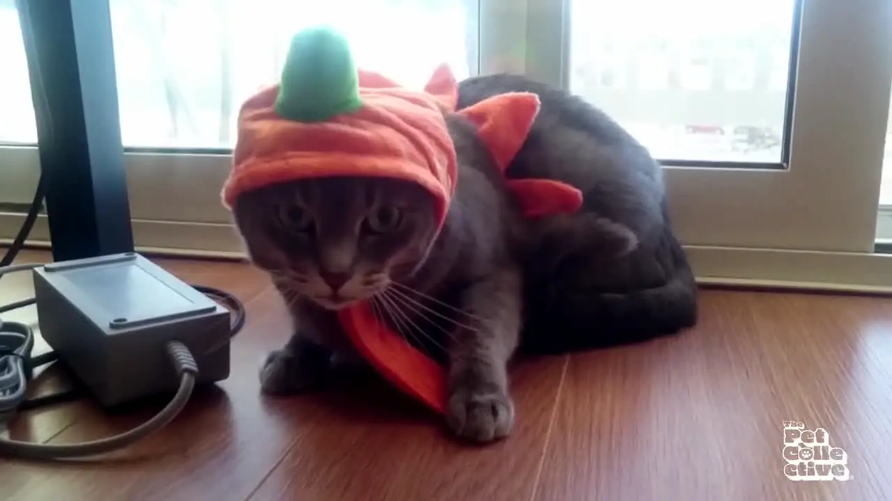 The Pet Collective en direct