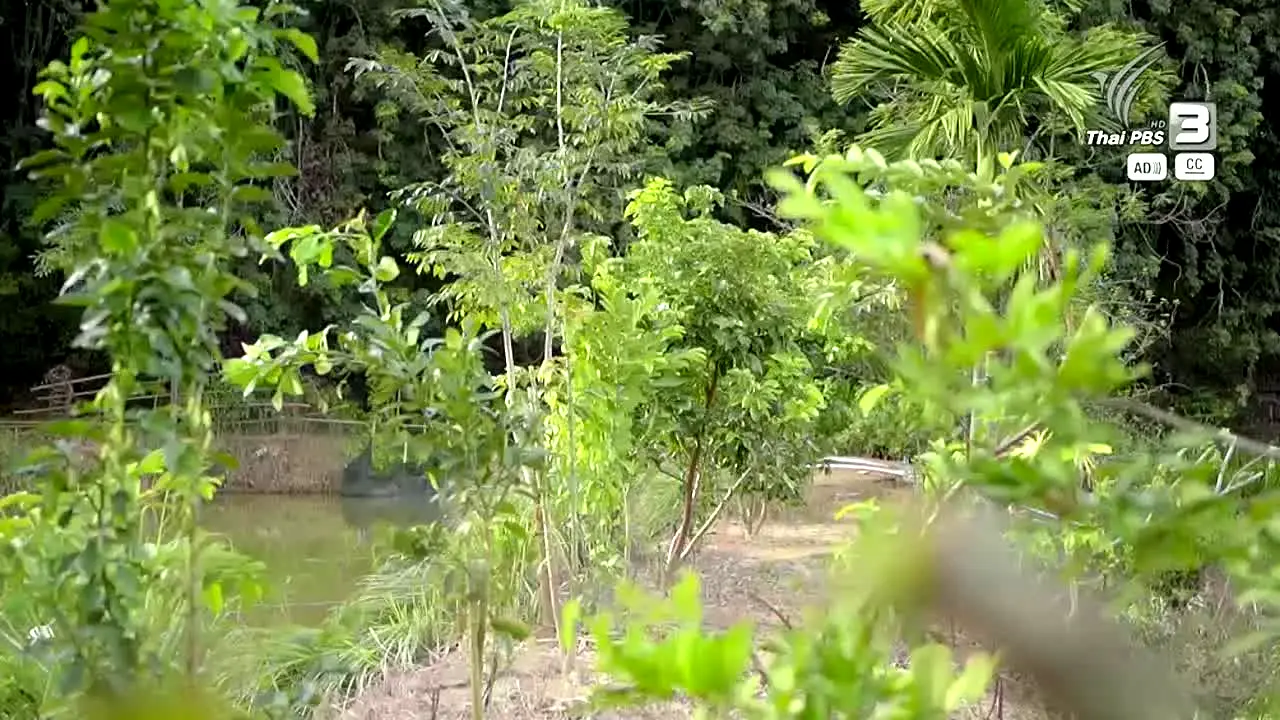 Thai PBS live