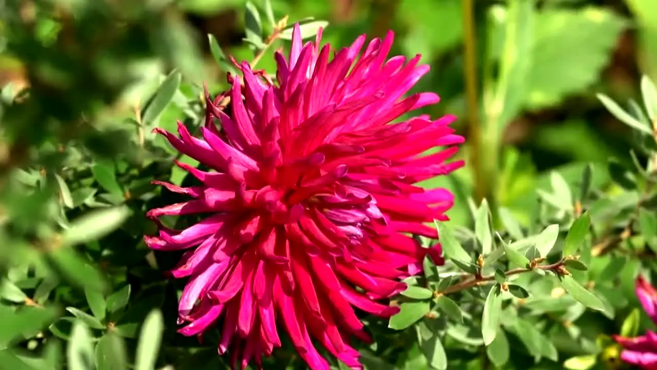 Gardeners' World live