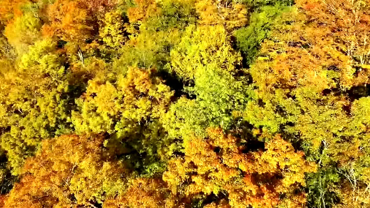 Fall Vibes live