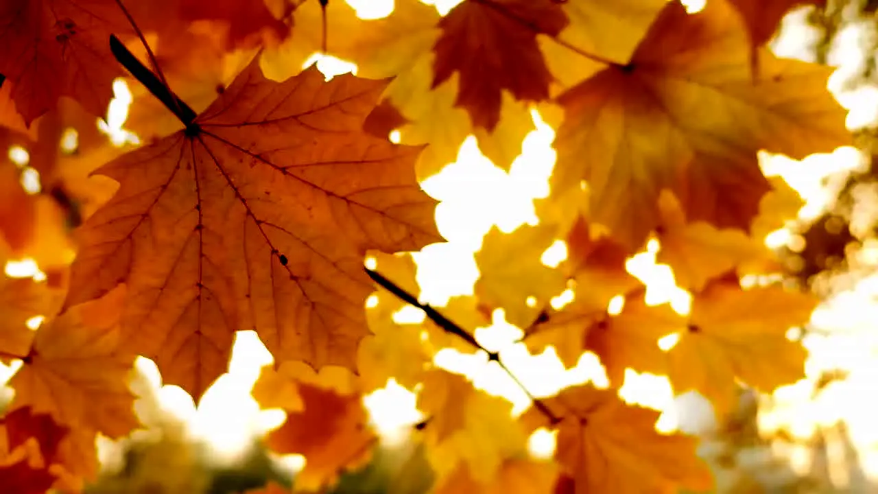 Fall Vibes ao vivo