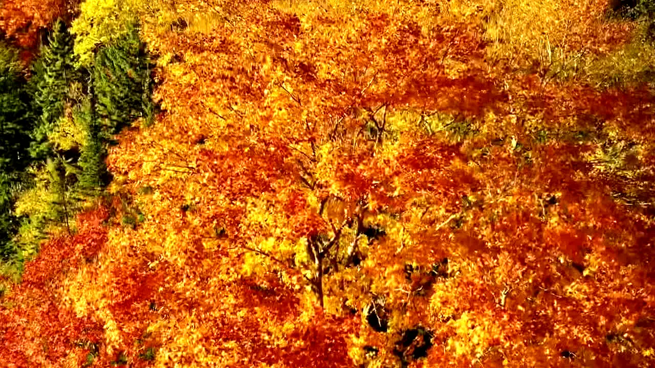 Fall Vibes — прямой эфир