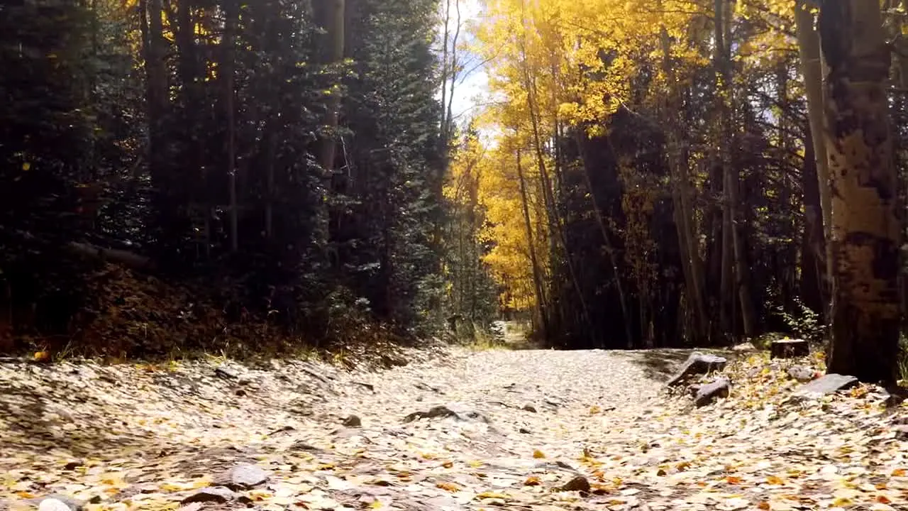Fall Vibes live