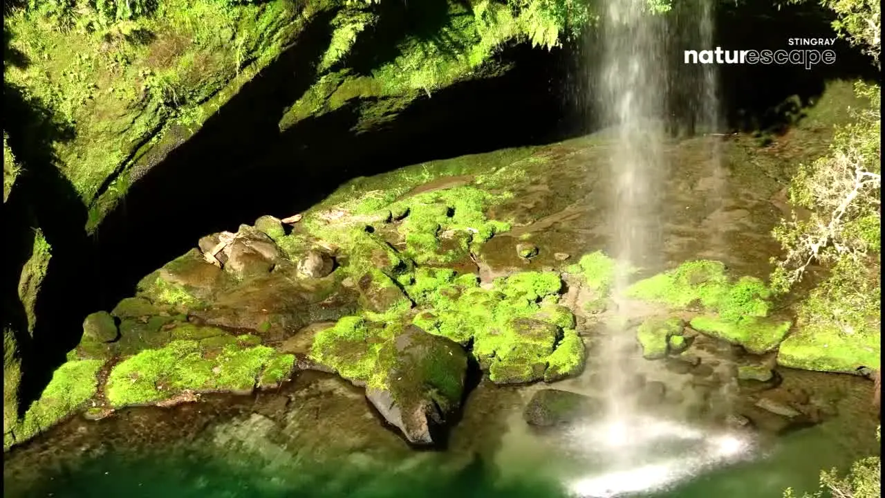 Stingray Naturescape live