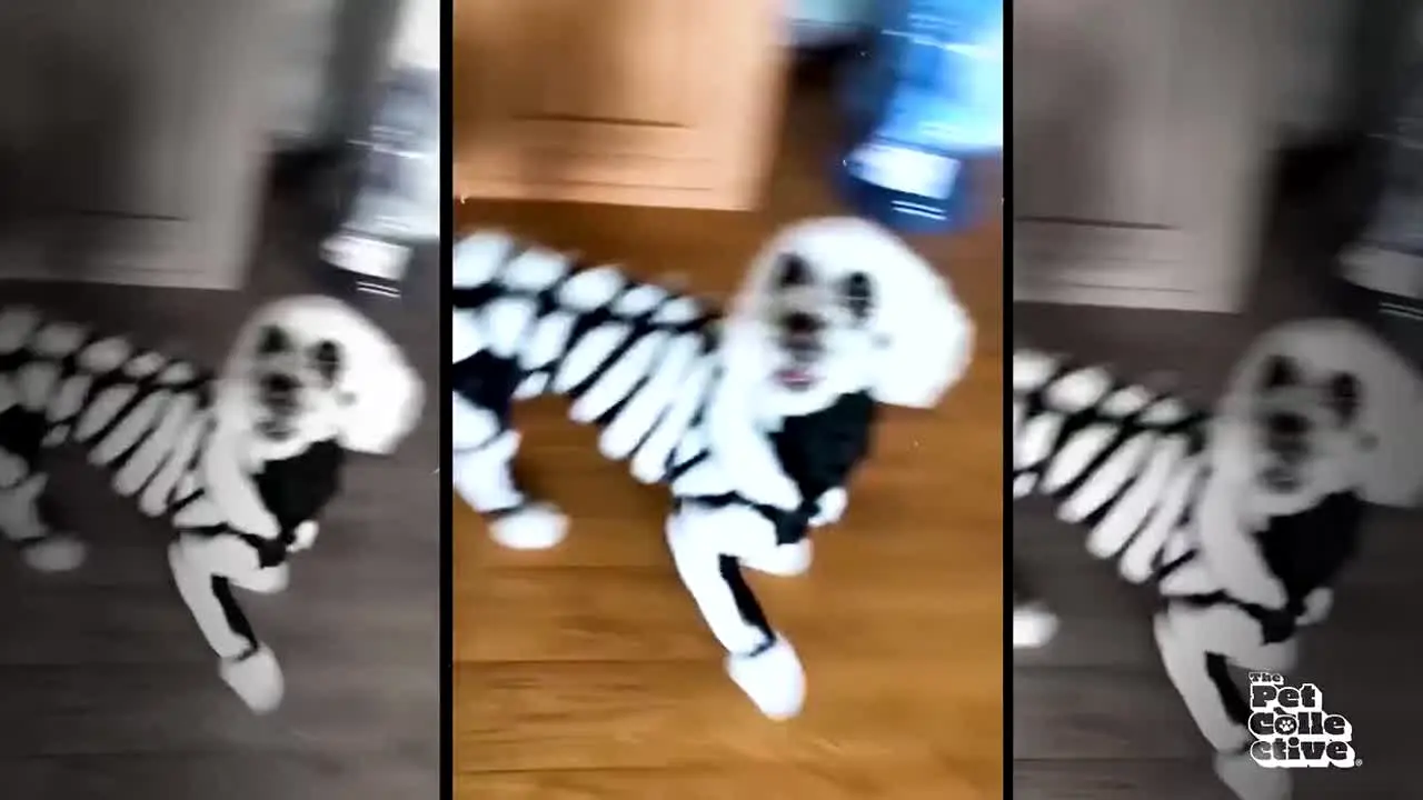 The Pet Collective live