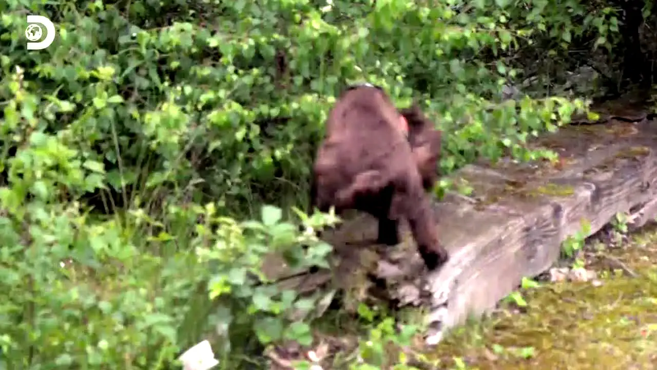 Discovery Channel in diretta