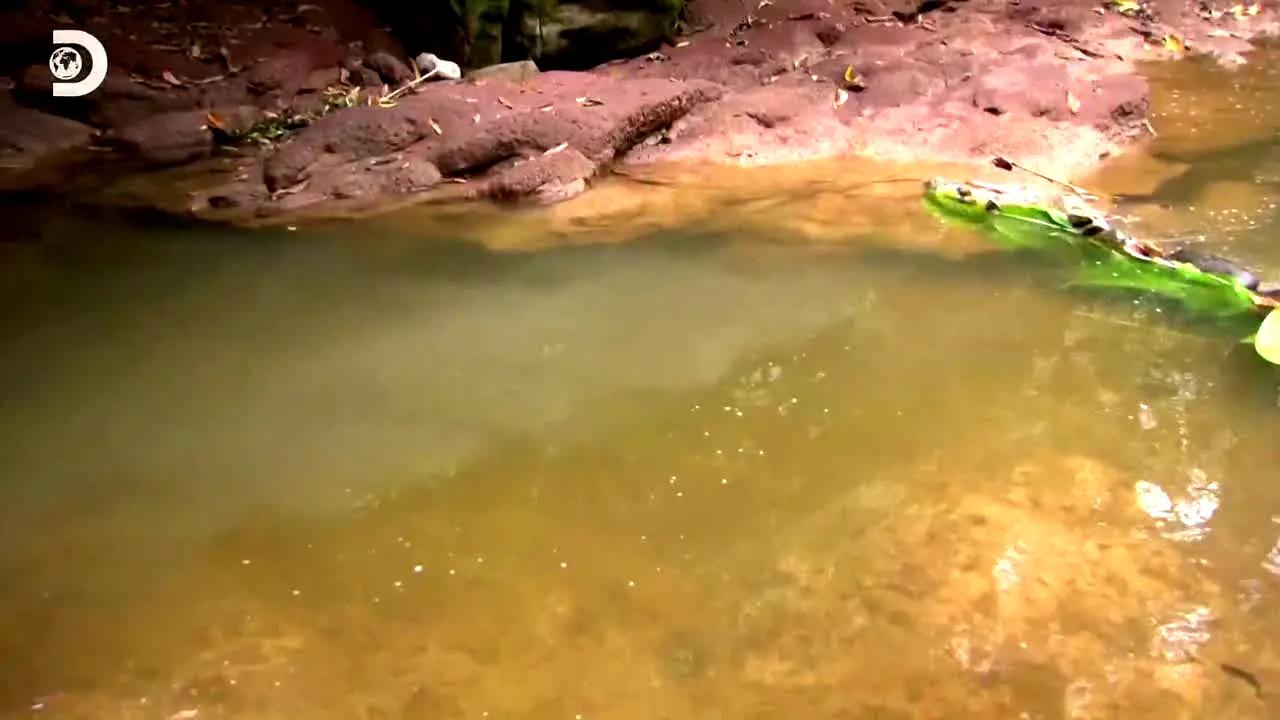 Discovery Channel live