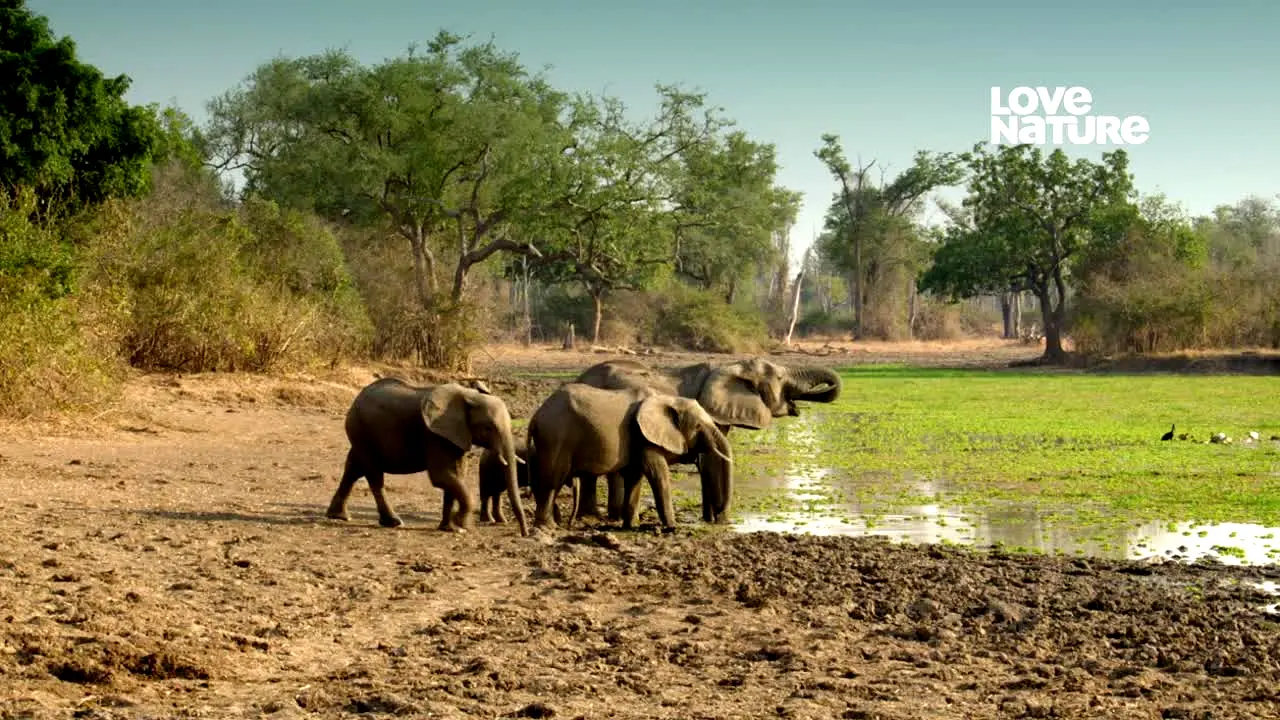 Pluto TV Animais live