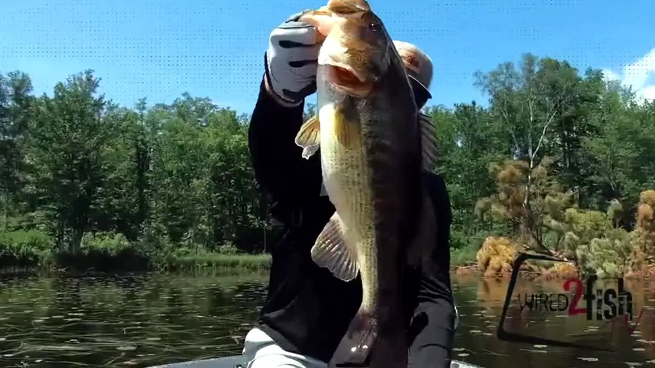 Wired2Fish na żywo