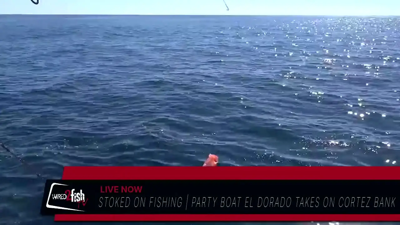 Wired2Fish live