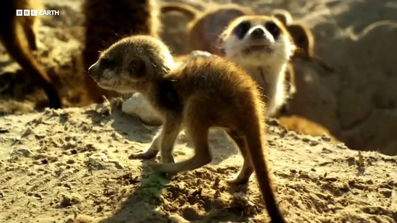 BBC Earth live