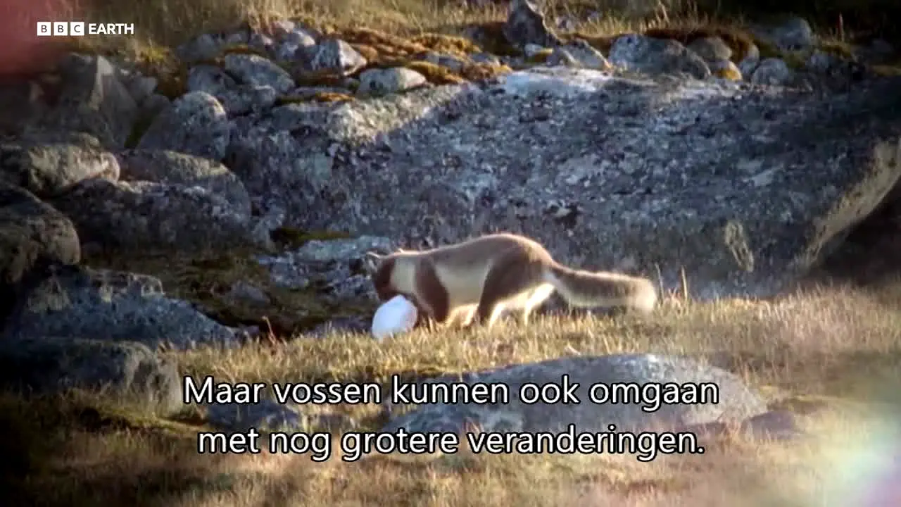 BBC Earth ao vivo
