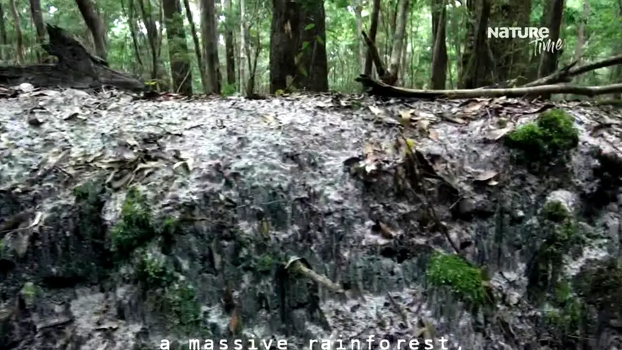 Nature Time en vivo