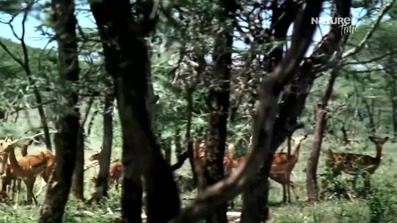 Nature Time live
