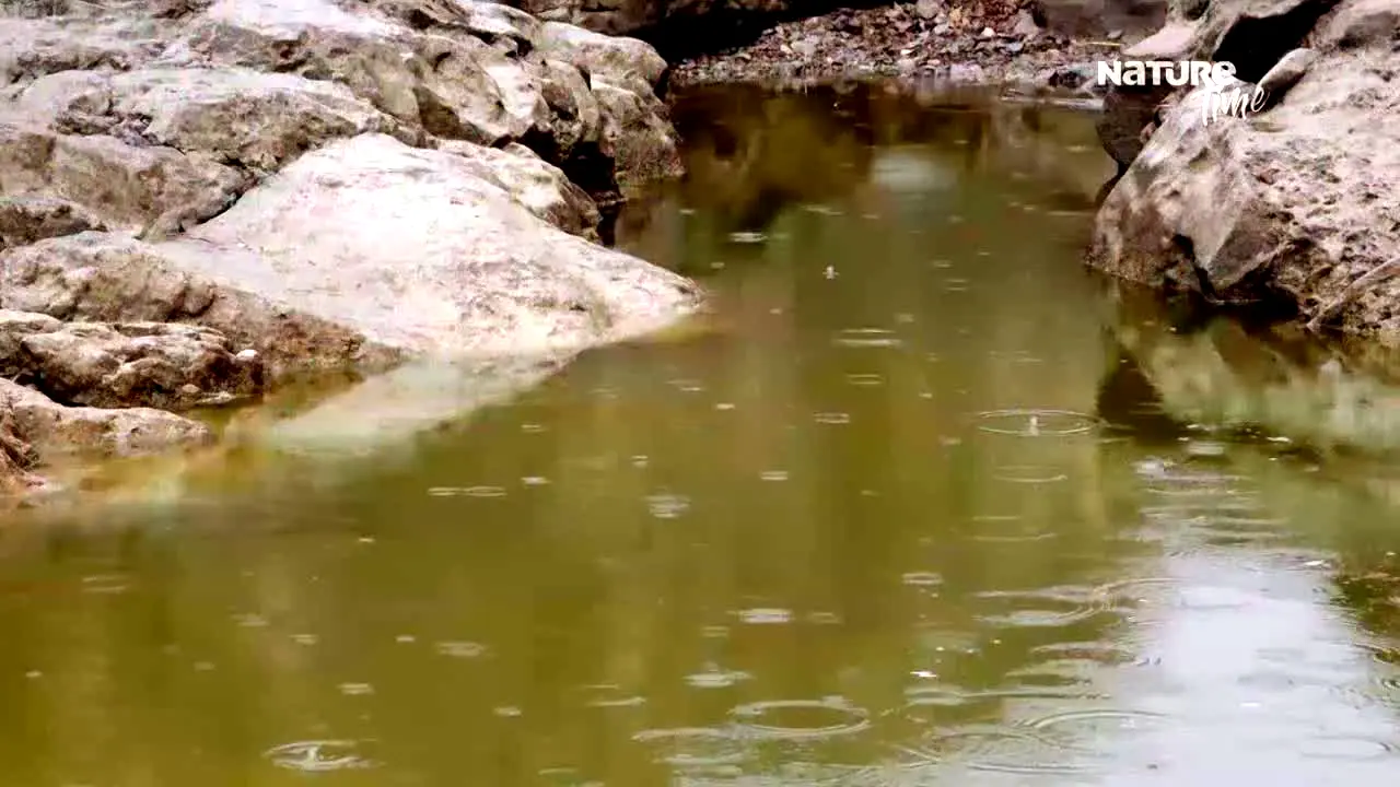 Nature Time en vivo
