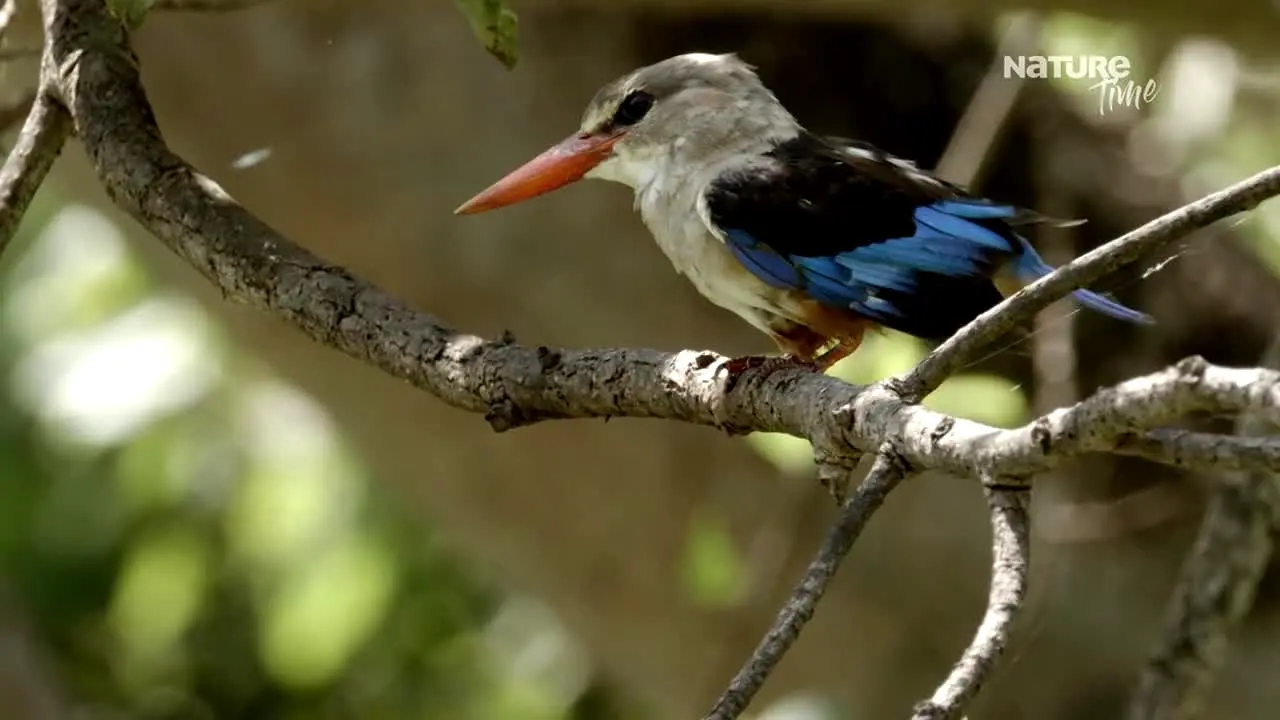 Nature Time en direct
