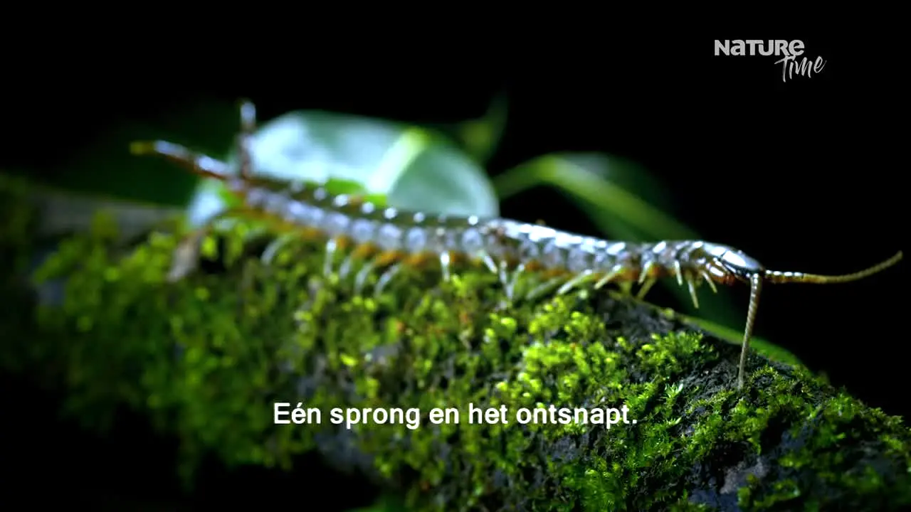Nature Time live