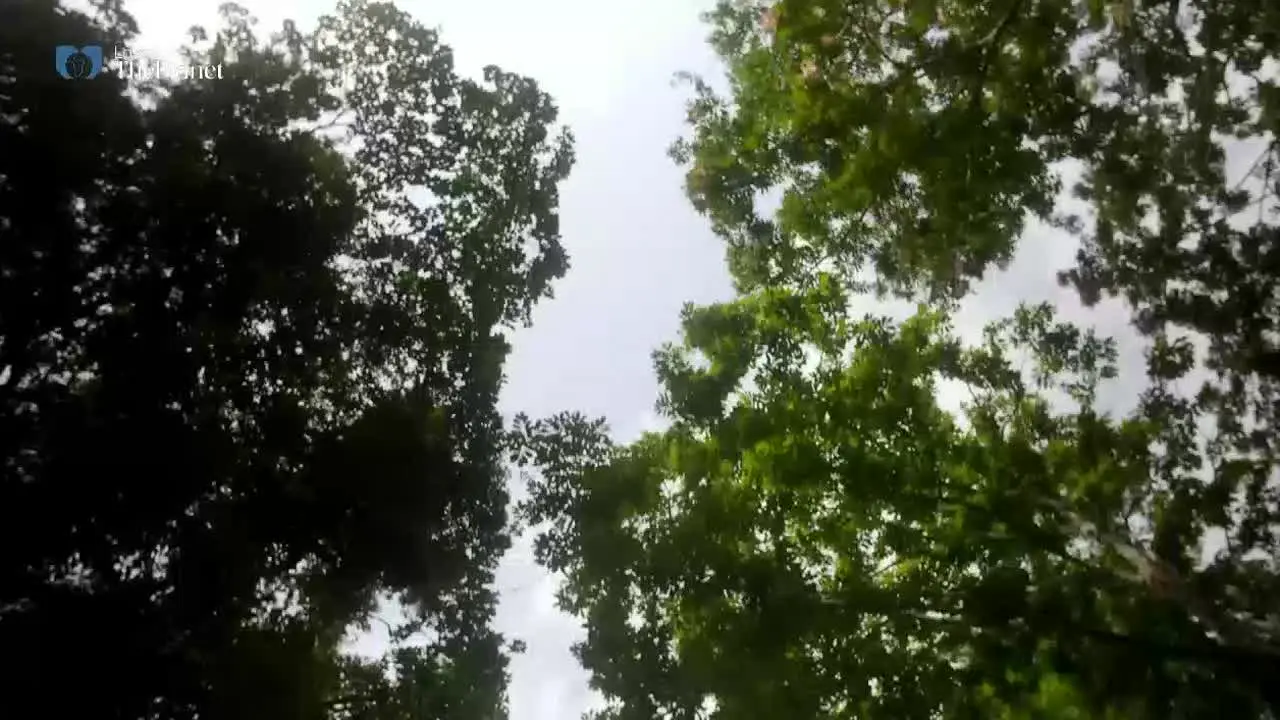 Love the Planet live