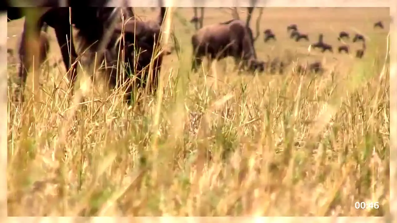 BBC Earth US live