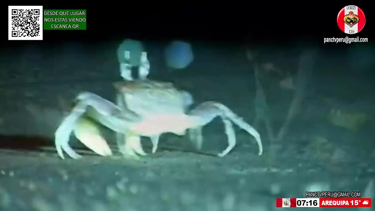 PANC TV Peru · PE live