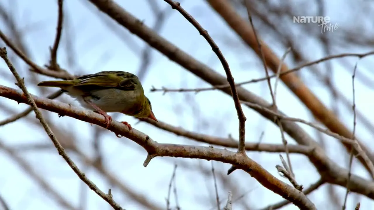 Nature Time live