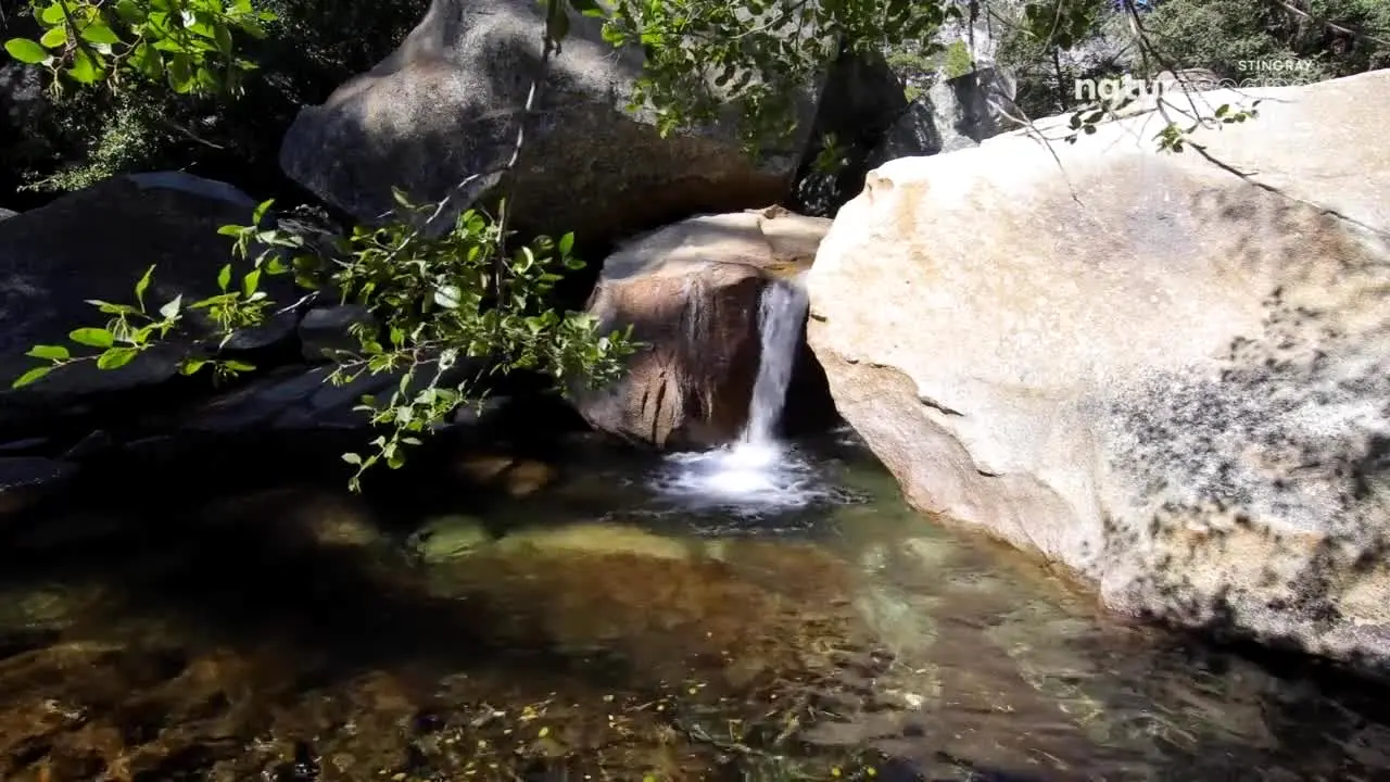 Stingray Naturescape ao vivo