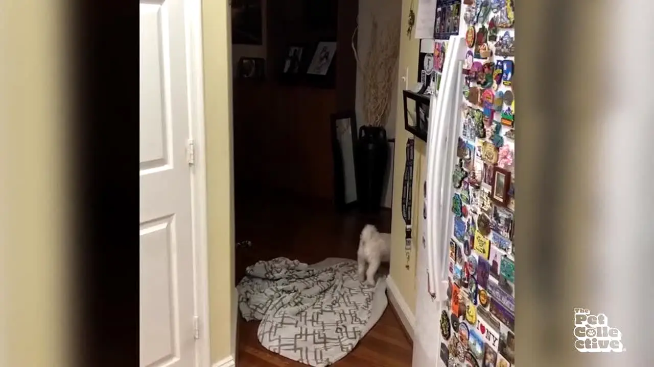 The Pet Collective live