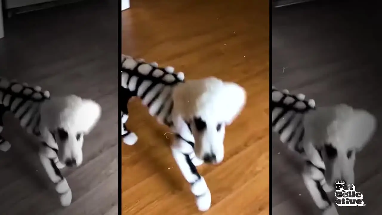 The Pet Collective live