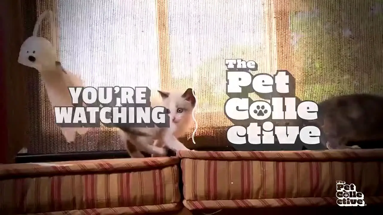 The Pet Collective na żywo