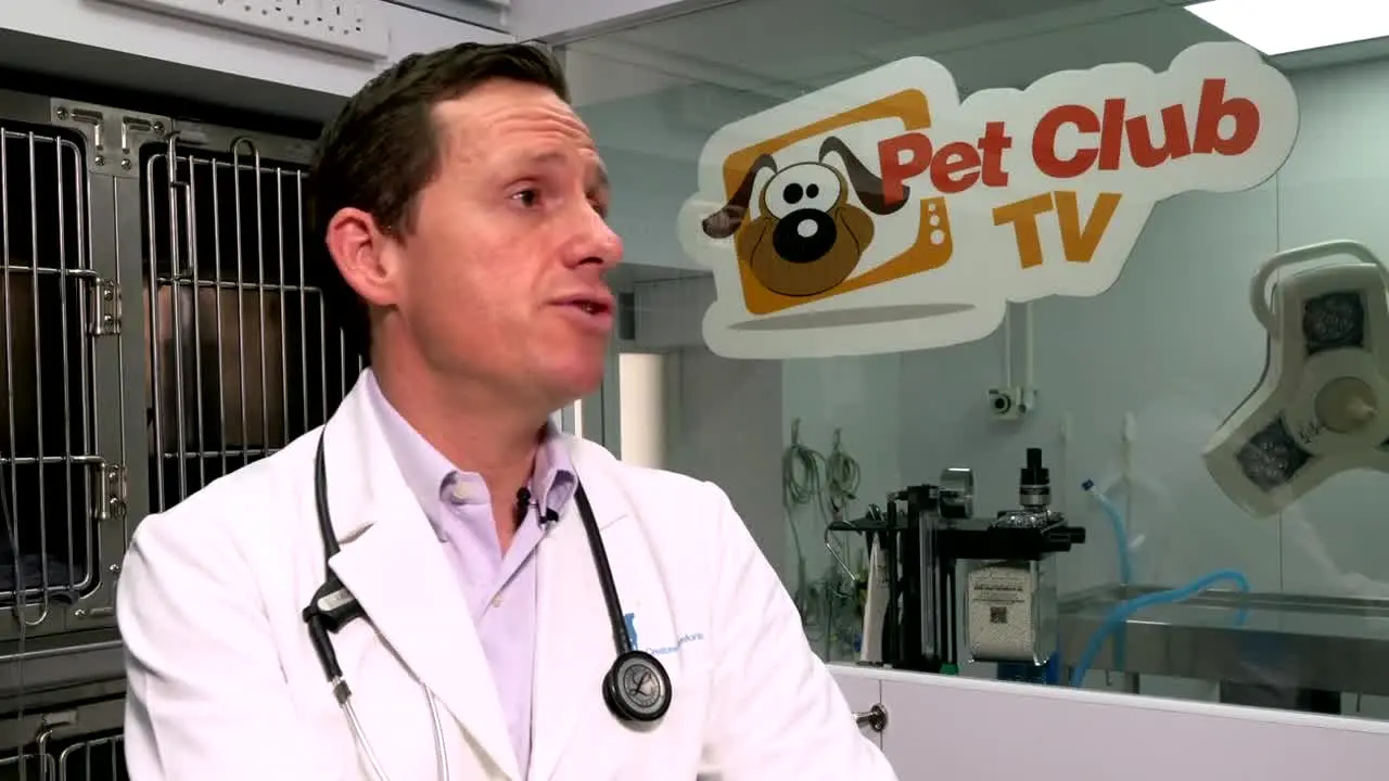 Petclub in diretta