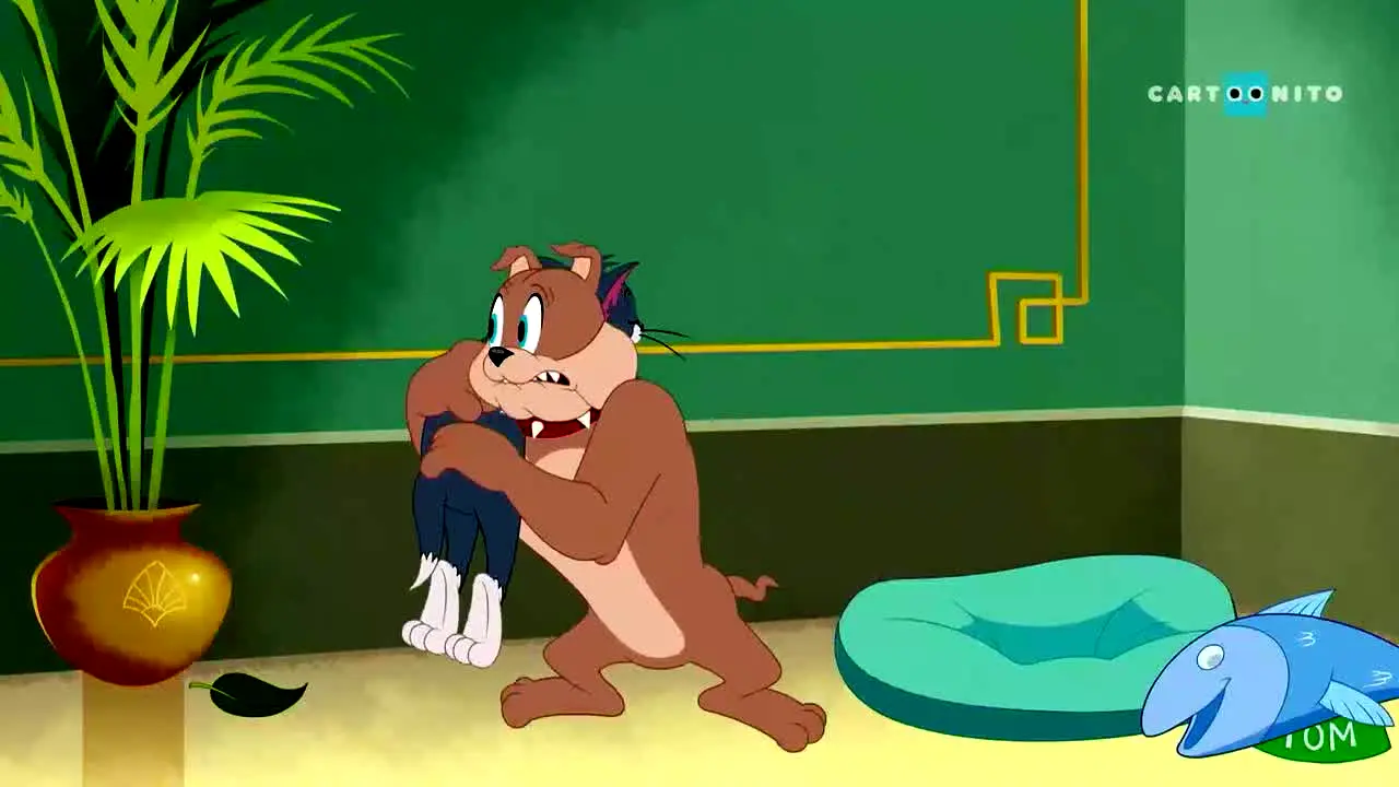 Cartoonito CEE Czechia live
