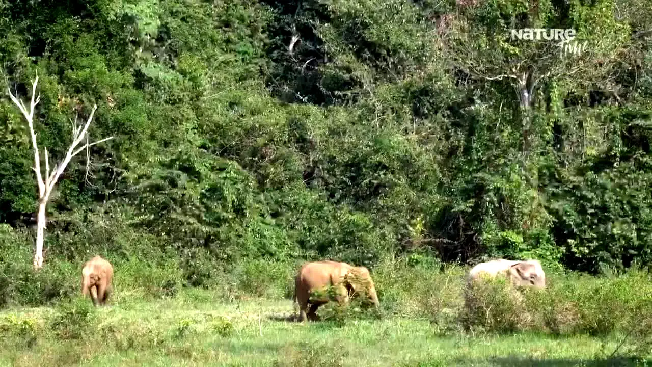 NatureTime in diretta