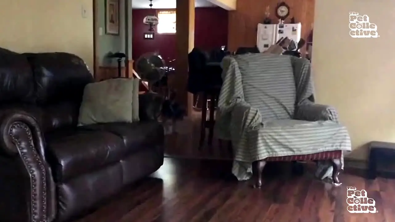 The Pet Collective live