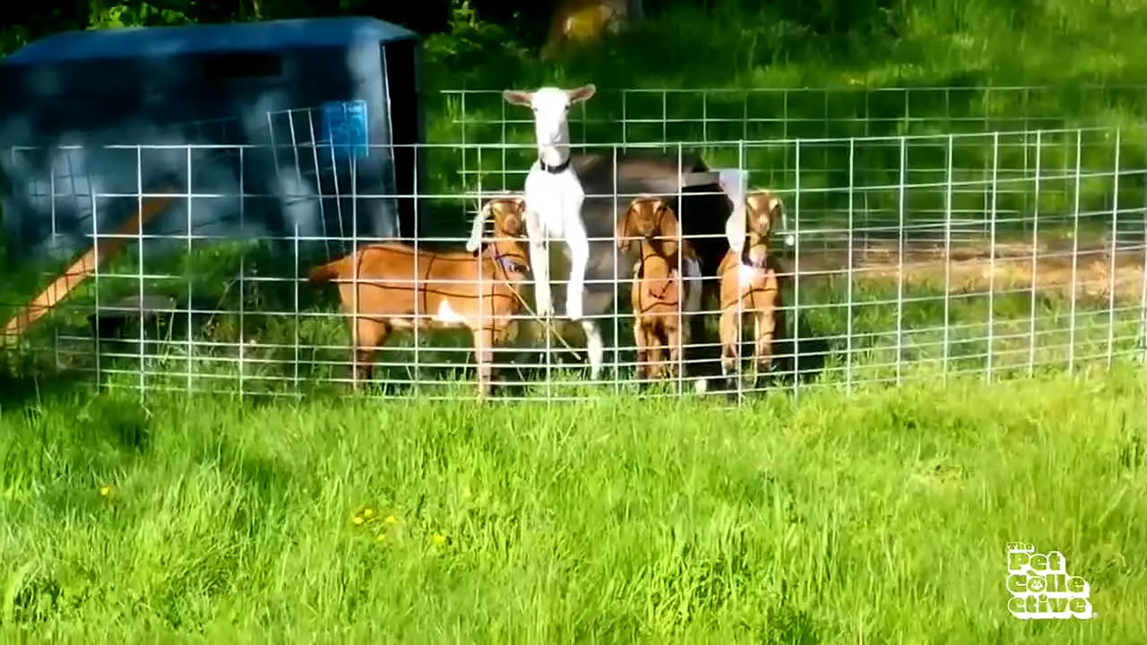 The Pet Collective in diretta