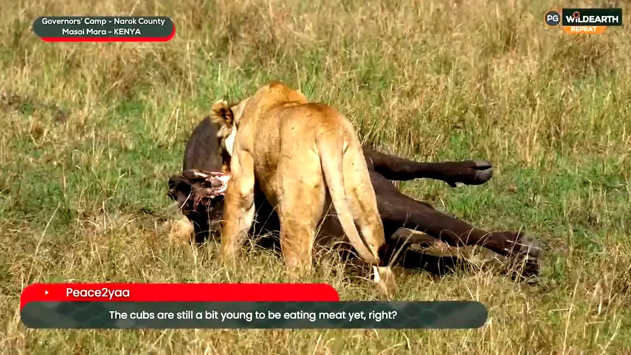 wildearth live