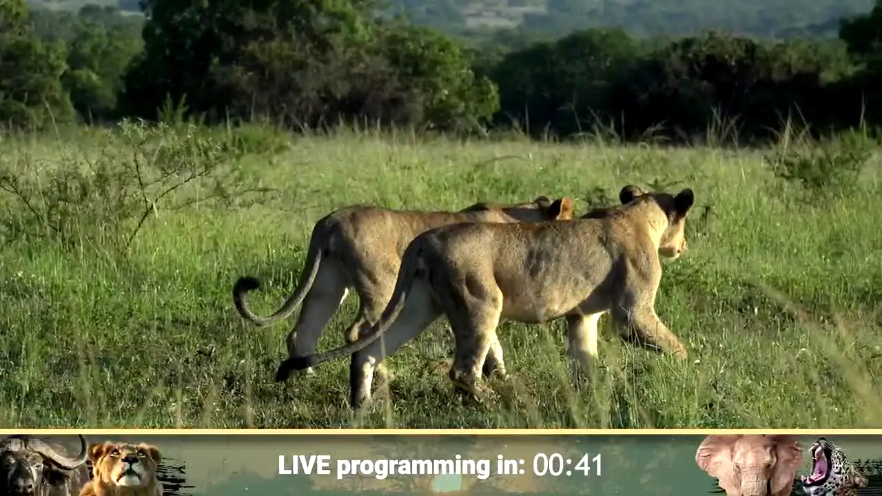 wildearth na żywo