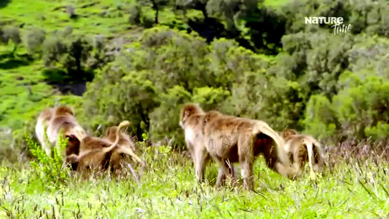 NatureTime AU in diretta
