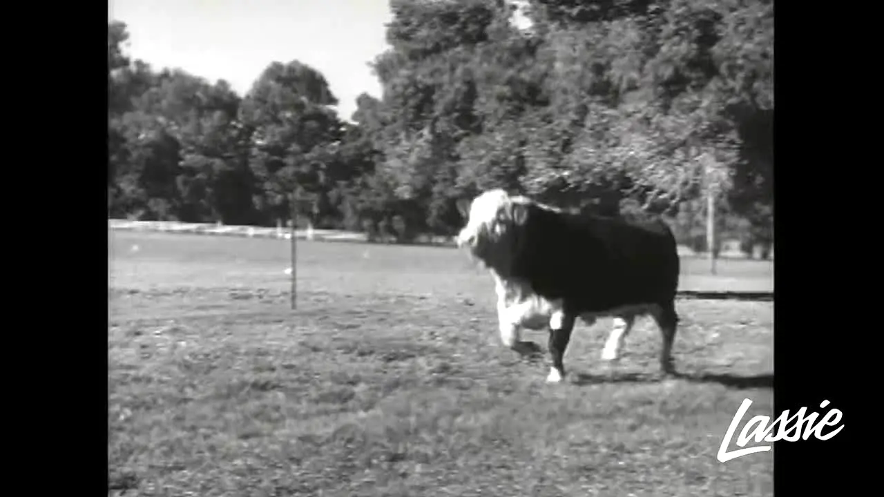 Lassie live