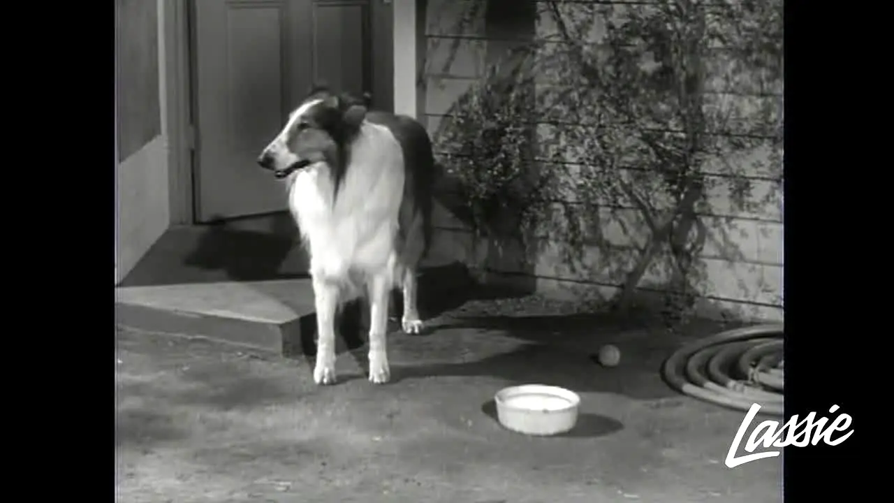 Lassie live