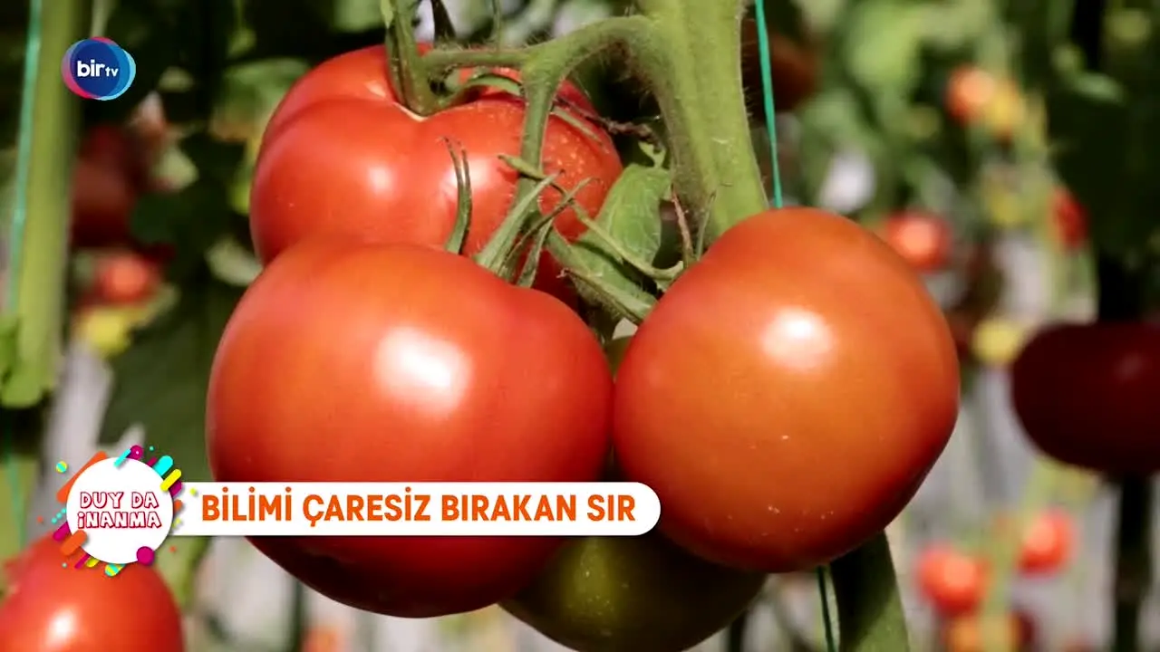 Bir TV en direct