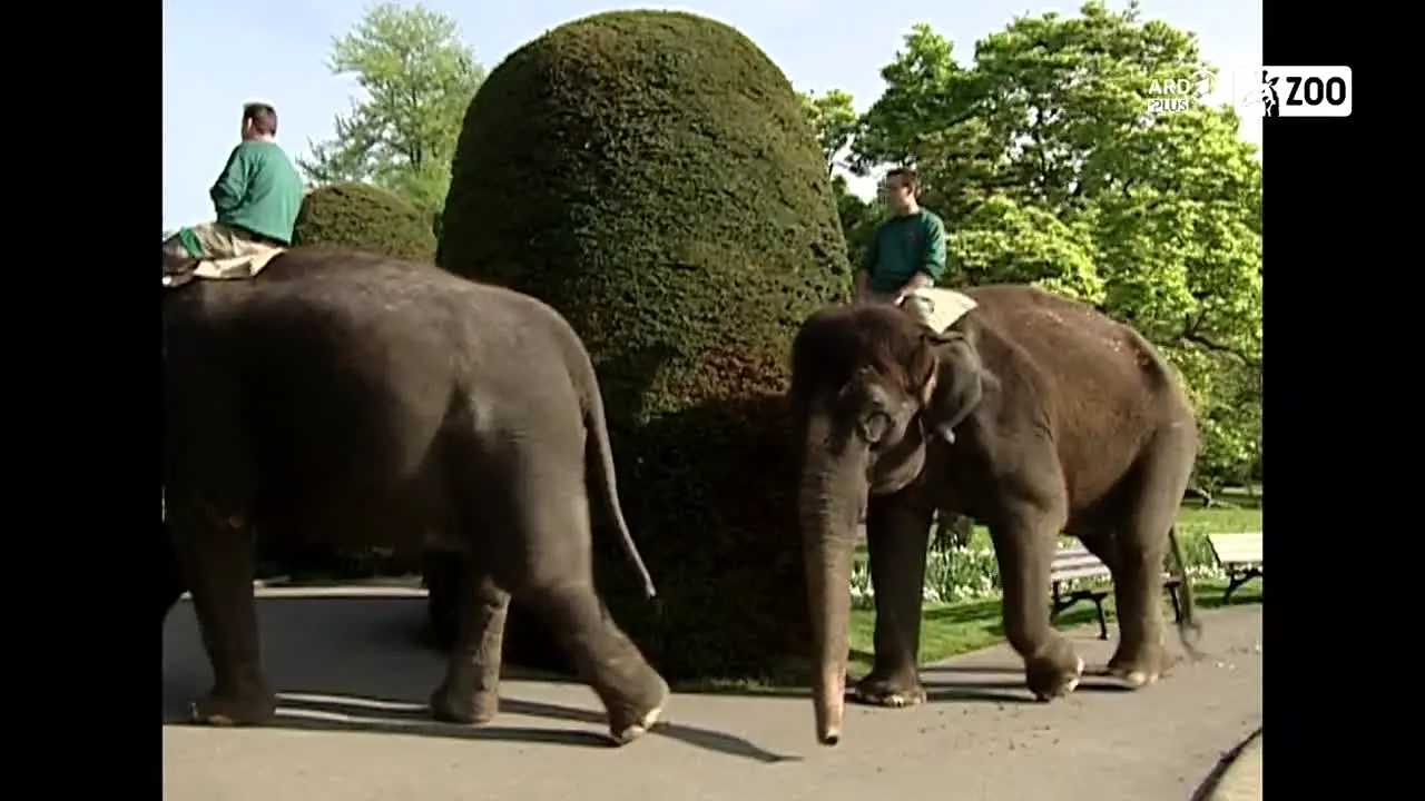 ARD Plus Zoo live
