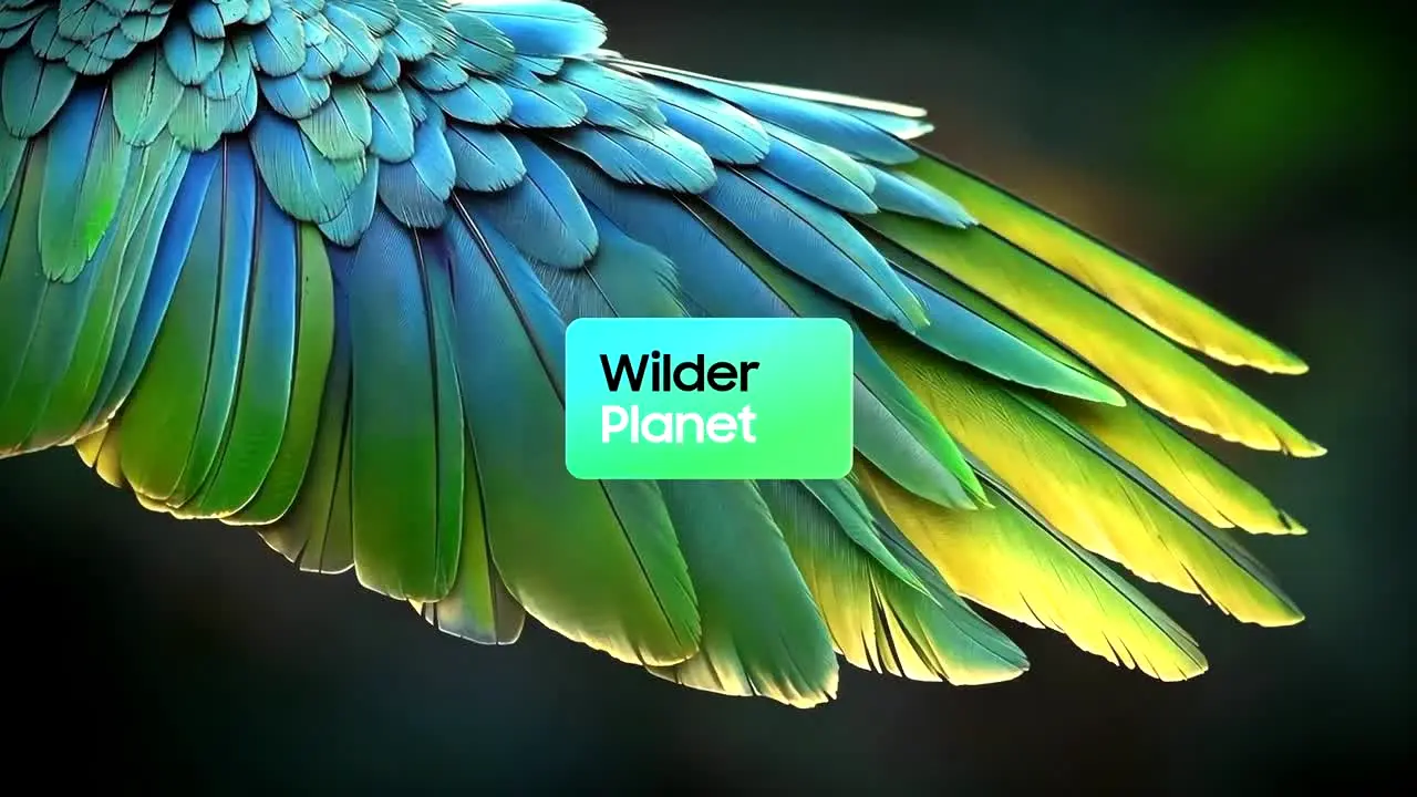 Wilder Planet live