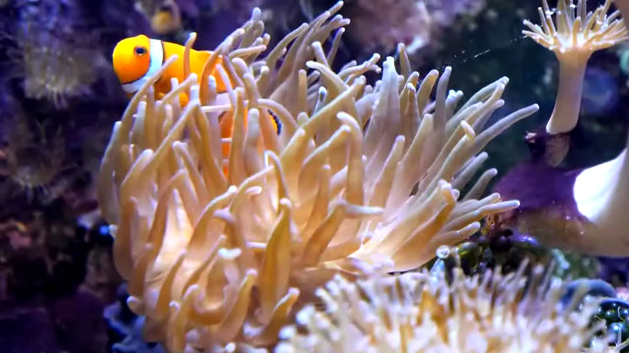 Ocean Vibes in diretta