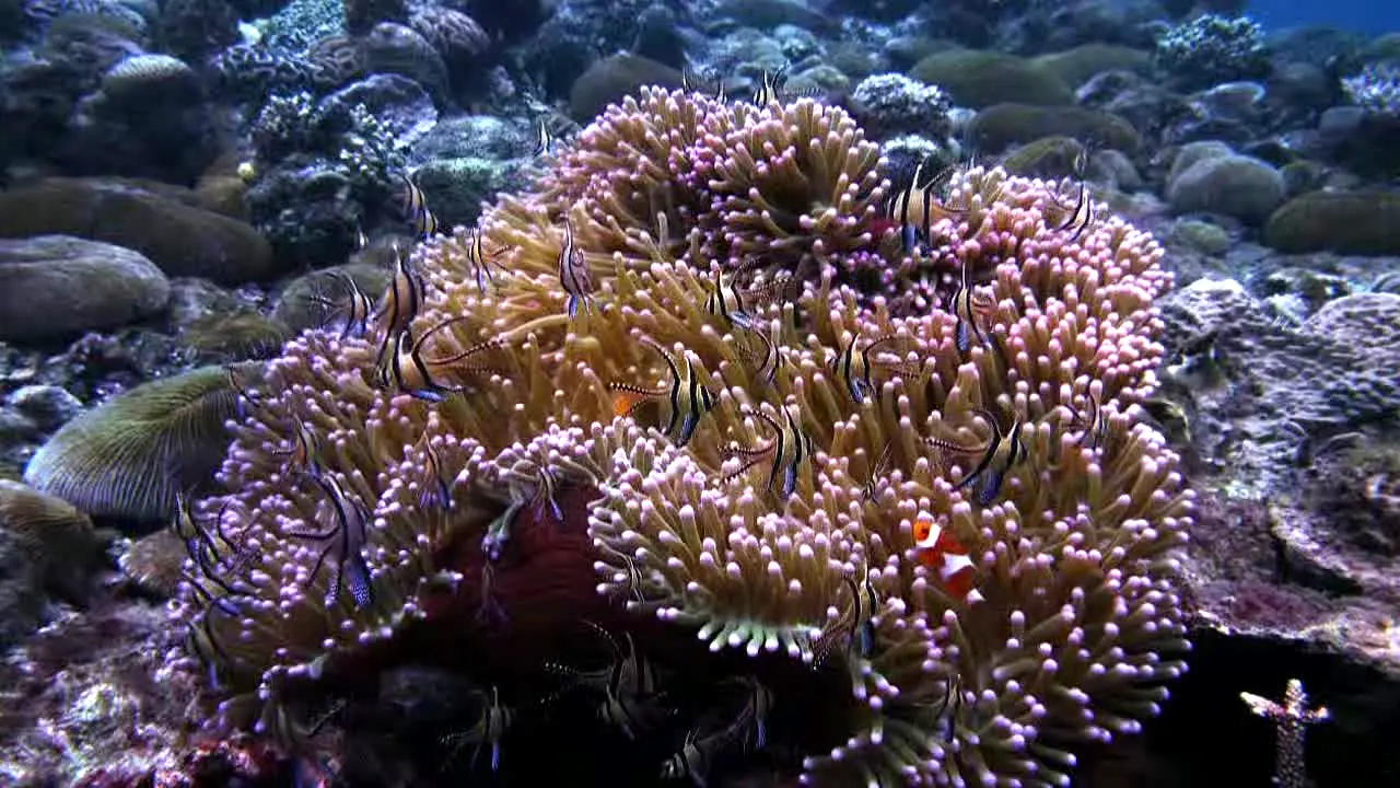 Ocean Vibes en direct