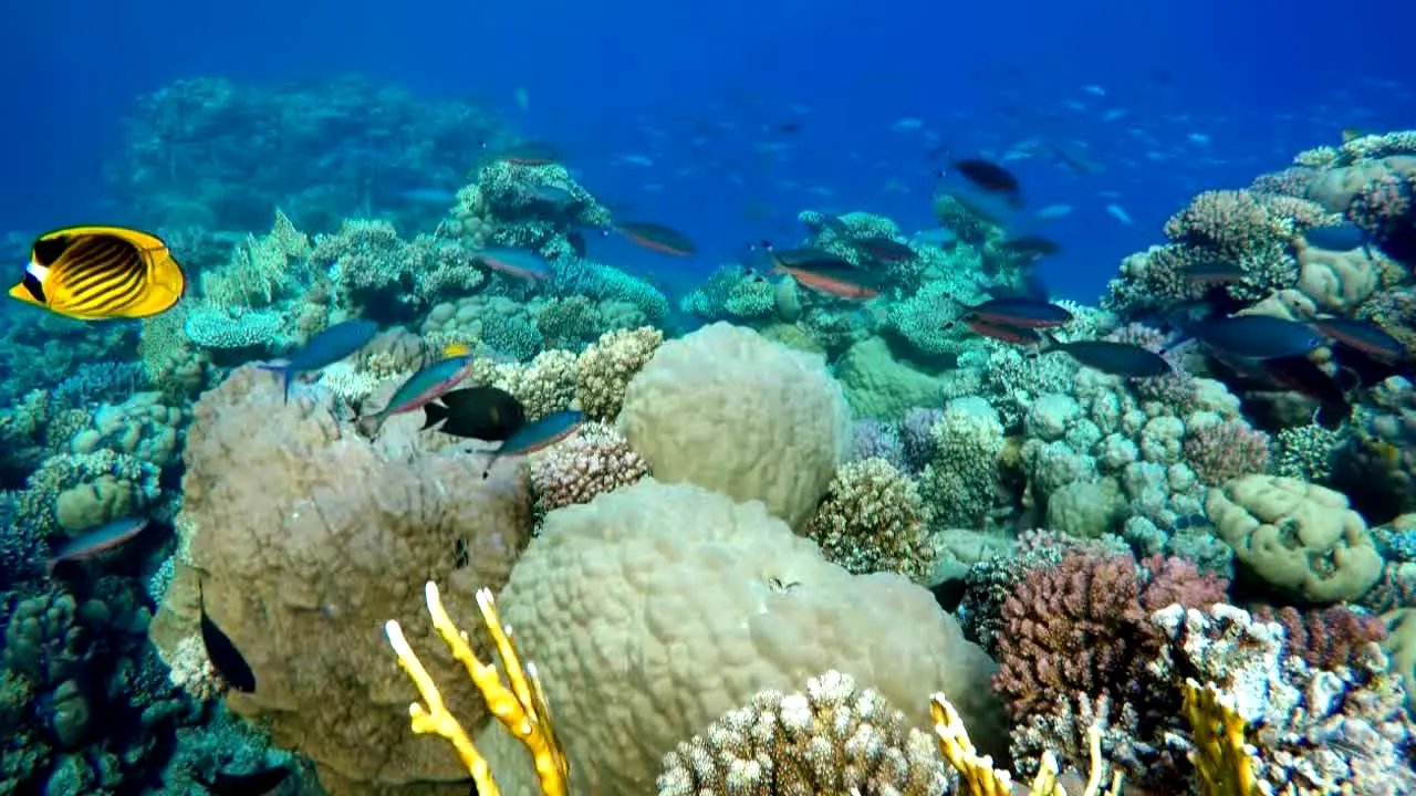 Ocean Vibes live