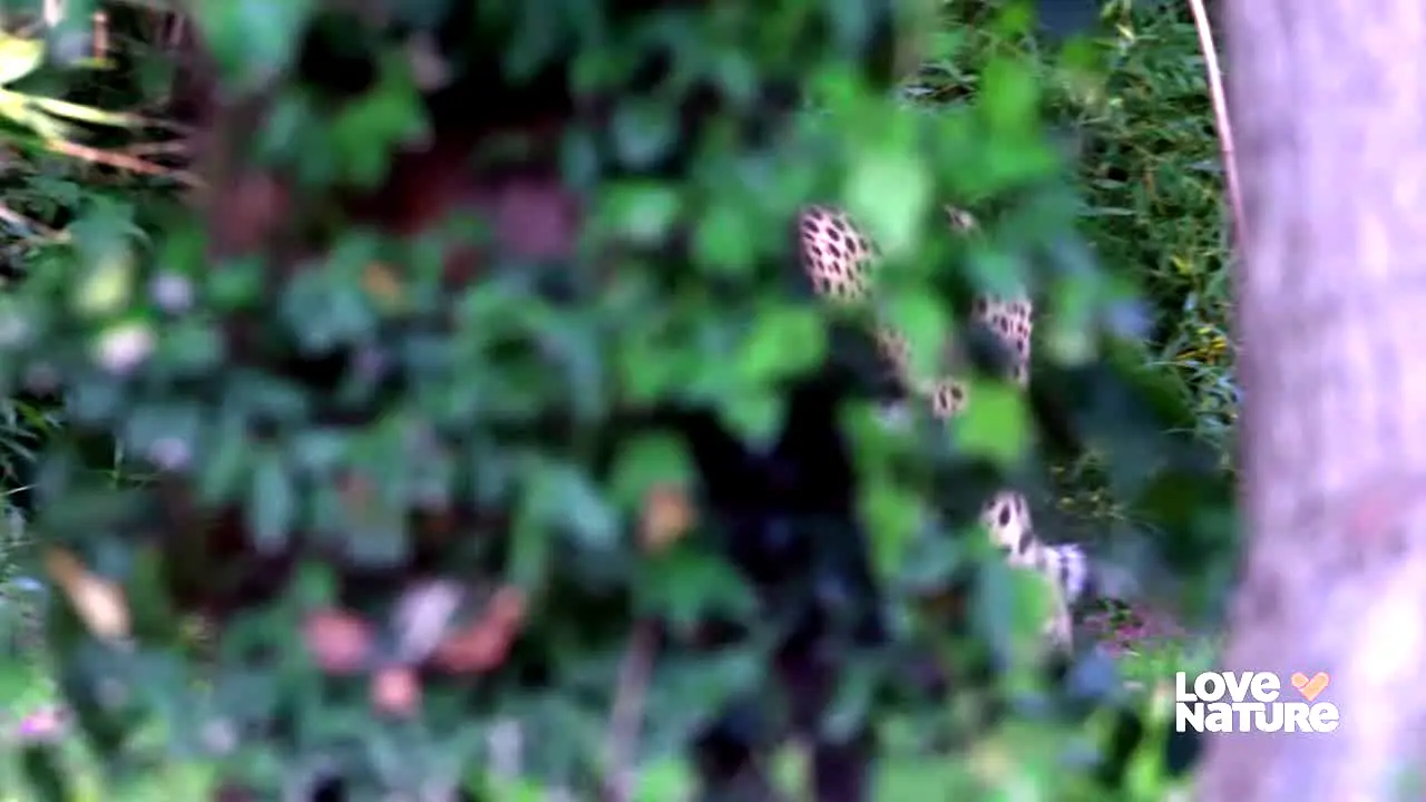 Love Nature English live