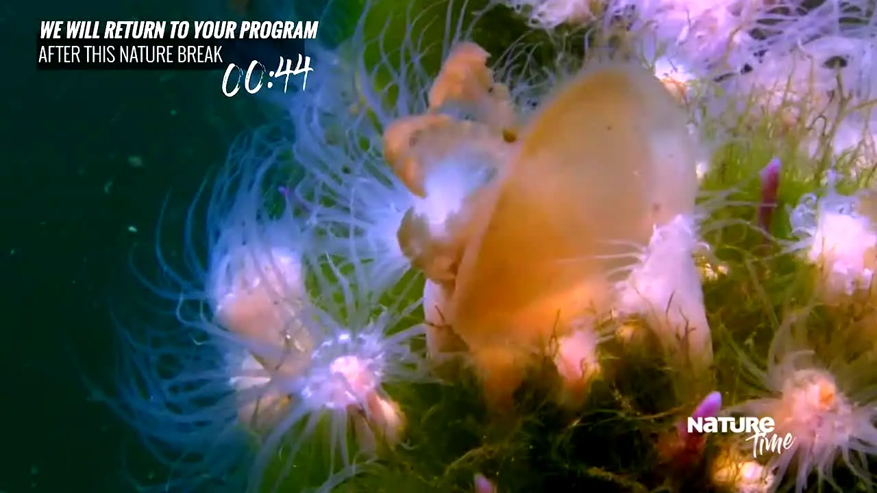 Nature Time en direct