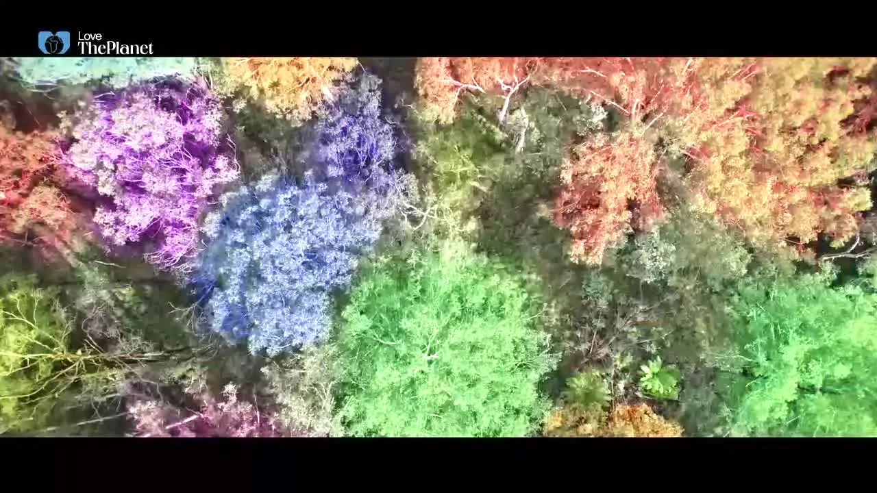 Love The Planet — прямой эфир