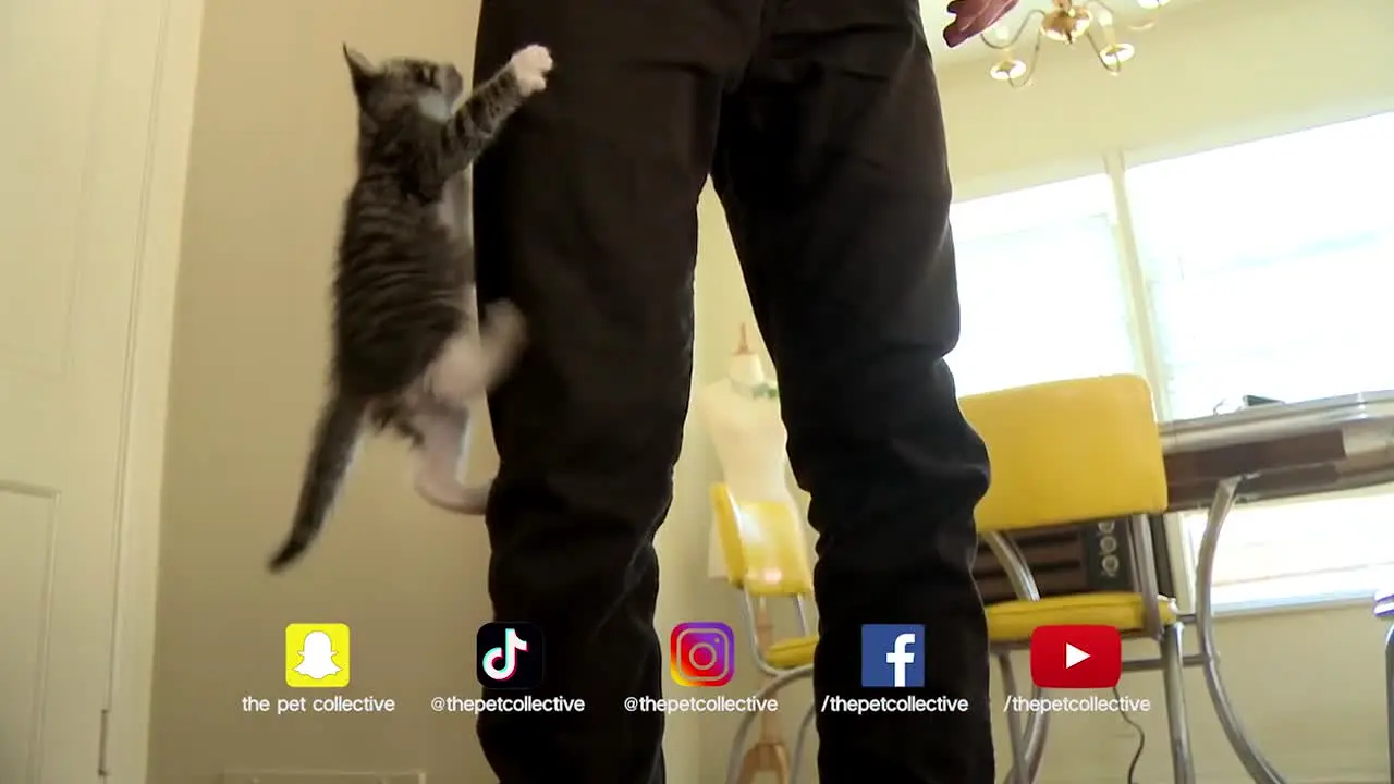 The Pet Collective live
