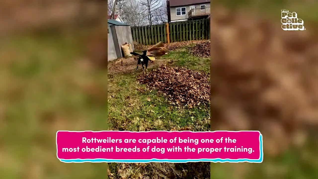The Pet Collective in diretta